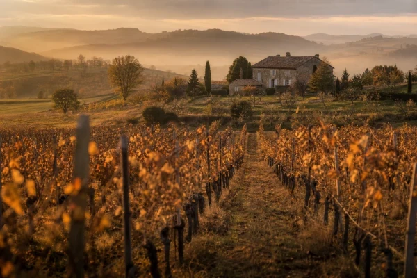 Rangs de vignes taillées à la tombée du jour, lumière dorée d'automne sur les coteaux