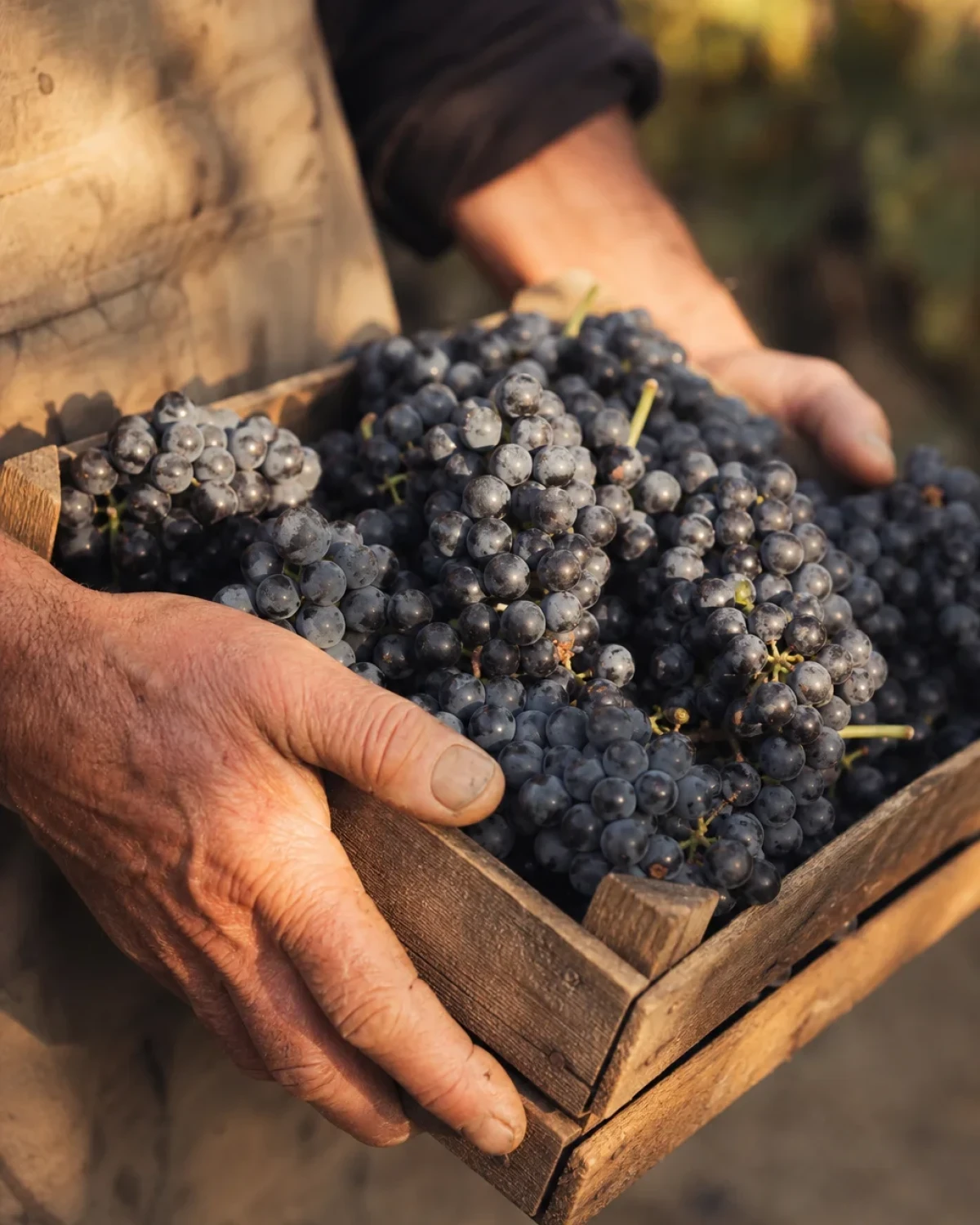 Mains tenant une caissette de bois pleine de grappes de raisin